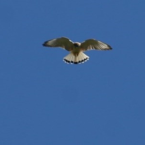 Falco cenchroides at West Wodonga, VIC - 1 Nov 2020