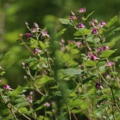 Rubus parvifolius (Native Raspberry) at Felltimber Creek NCR - 1 Nov 2020 by Kyliegw