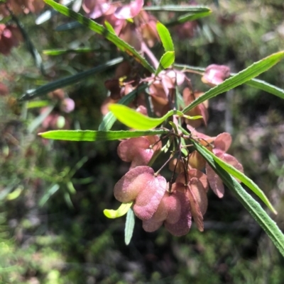 Dodonaea viscosa (Hop Bush) at Bruce Ridge to Gossan Hill - 31 Oct 2020 by goyenjudy