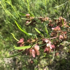 Dodonaea viscosa at Bruce, ACT - 31 Oct 2020 12:18 PM