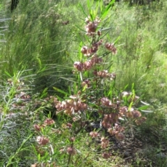 Dodonaea viscosa at Bruce, ACT - 31 Oct 2020 12:18 PM