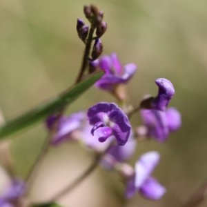 Glycine clandestina at Corunna, NSW - 1 Nov 2020