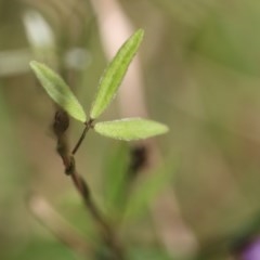 Glycine clandestina at Corunna, NSW - 1 Nov 2020