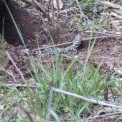 Varanus varius (Lace Monitor) at Black Range, NSW - 1 Nov 2020 by MatthewHiggins