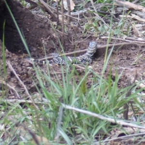 Varanus varius at Black Range, NSW - 1 Nov 2020