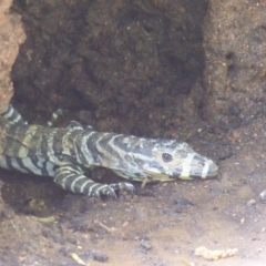 Varanus varius at Black Range, NSW - suppressed