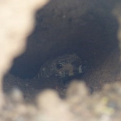 Varanus varius at Black Range, NSW - suppressed