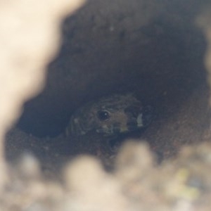 Varanus varius at Black Range, NSW - 1 Nov 2020