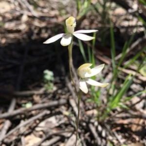 Caladenia moschata at Acton, ACT - 1 Nov 2020