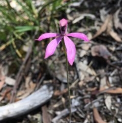 Caladenia congesta (Pink Caps) at Black Mountain - 1 Nov 2020 by Wen