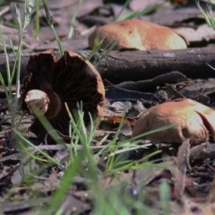 Agaricus sp. (Agaricus) at WREN Reserves - 1 Nov 2020 by KylieWaldon