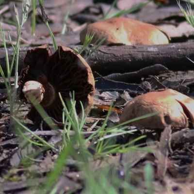 Unidentified Fungi at Wodonga - 31 Oct 2020 by Kyliegw