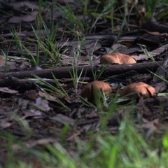 Agaricus sp. at WREN Reserves - 1 Nov 2020