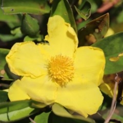 Hibbertia scandens (Climbing Guinea Flower) at Eurobodalla National Park - 1 Nov 2020 by LocalFlowers