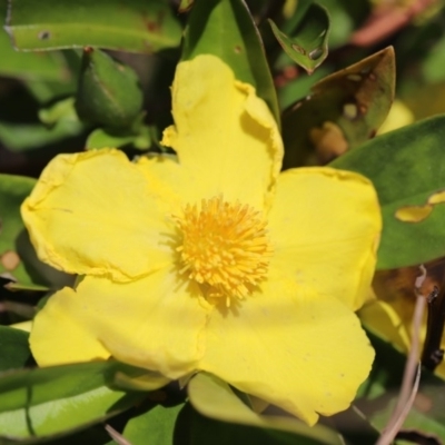 Hibbertia scandens (Climbing Guinea Flower) at Eurobodalla National Park - 1 Nov 2020 by LocalFlowers