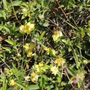 Hibbertia scandens at Corunna, NSW - 1 Nov 2020 12:34 PM