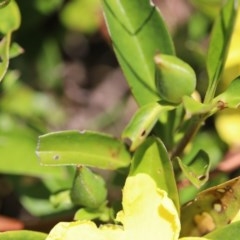 Hibbertia scandens at Corunna, NSW - 1 Nov 2020