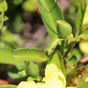 Hibbertia scandens at Corunna, NSW - 1 Nov 2020 12:34 PM