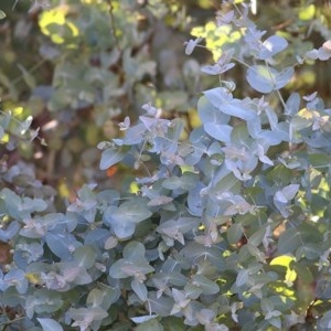 Eucalyptus cinerea at Baranduda, VIC - 1 Nov 2020