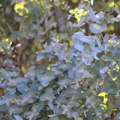 Eucalyptus cinerea (Argyle Apple) at Wodonga - 31 Oct 2020 by Kyliegw