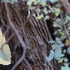 Eucalyptus cinerea at Baranduda, VIC - 1 Nov 2020