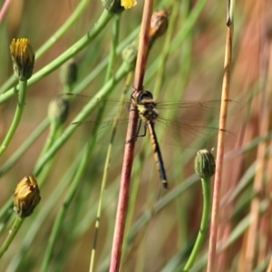 Hemicordulia tau at Baranduda, VIC - 1 Nov 2020 09:30 AM