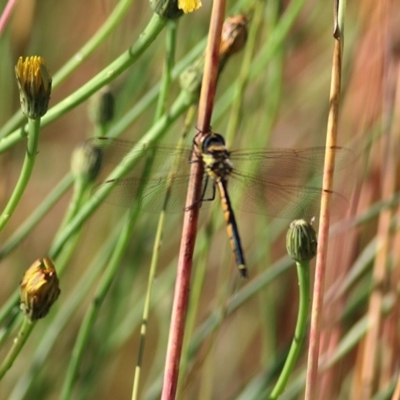 Hemicordulia tau (Tau Emerald) at WREN Reserves - 31 Oct 2020 by Kyliegw