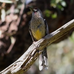 Anthochaera carunculata (Red Wattlebird) at WREN Reserves - 31 Oct 2020 by Kyliegw