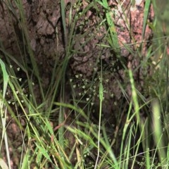 Briza minor (Shivery Grass) at Wodonga - 31 Oct 2020 by Kyliegw