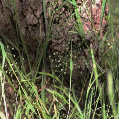 Briza minor (Shivery Grass) at Baranduda, VIC - 31 Oct 2020 by Kyliegw