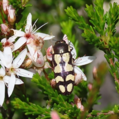 Castiarina decemmaculata (Ten-spot Jewel Beetle) at Theodore, ACT - 1 Nov 2020 by owenh