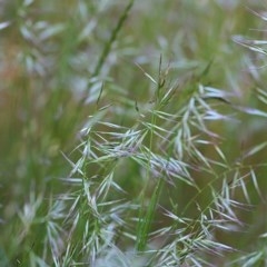 Rytidosperma sp. (Wallaby Grass) at WREN Reserves - 31 Oct 2020 by Kyliegw