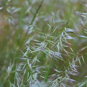 Rytidosperma sp. at Baranduda, VIC - 1 Nov 2020