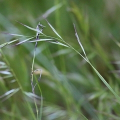 Rytidosperma sp. at Baranduda, VIC - 1 Nov 2020