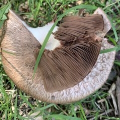 Agarics at Black Range, NSW - 31 Oct 2020 by Steph H