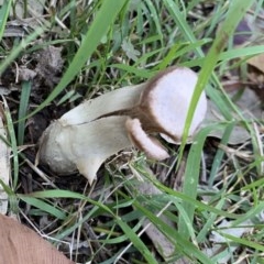 Agarics at Black Range, NSW - 1 Nov 2020 04:37 AM