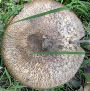 Agarics at Black Range, NSW - 1 Nov 2020