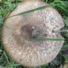 Agarics at Black Range, NSW - 1 Nov 2020