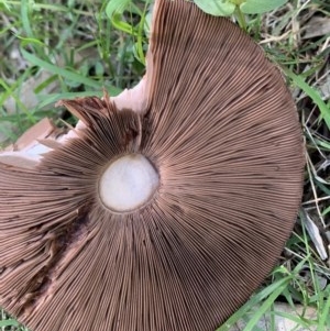 Agarics at Black Range, NSW - 1 Nov 2020