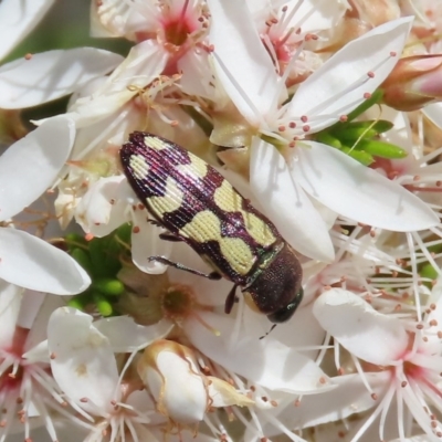 Castiarina decemmaculata (Ten-spot Jewel Beetle) at Tuggeranong Hill - 1 Nov 2020 by Owen