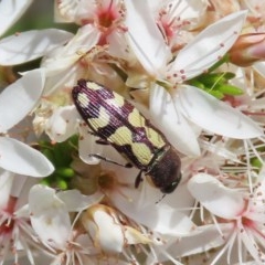 Castiarina decemmaculata (Ten-spot Jewel Beetle) at Theodore, ACT - 1 Nov 2020 by Owen