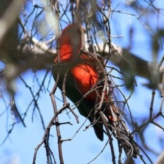 Alisterus scapularis (Australian King-Parrot) at Felltimber Creek NCR - 1 Nov 2020 by Kyliegw