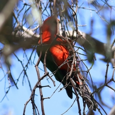 Alisterus scapularis (Australian King-Parrot) at West Wodonga, VIC - 1 Nov 2020 by Kyliegw