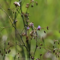 Dianella revoluta var. revoluta (Black-Anther Flax Lily) at Felltimber Creek NCR - 1 Nov 2020 by Kyliegw