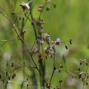 Dianella revoluta var. revoluta at Felltimber Creek NCR - 1 Nov 2020