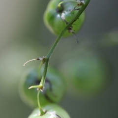 Asparagus asparagoides at Corunna, NSW - 1 Nov 2020 12:43 PM