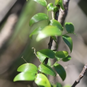 Asparagus asparagoides at Corunna, NSW - 1 Nov 2020 12:43 PM