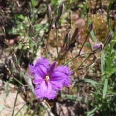 Thysanotus tuberosus subsp. tuberosus (Common Fringe-lily) at Theodore, ACT - 1 Nov 2020 by owenh