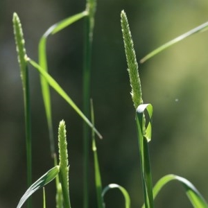 Phalaris aquatica at West Wodonga, VIC - 1 Nov 2020 11:45 AM