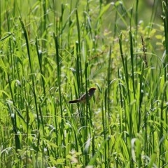 Phalaris aquatica at West Wodonga, VIC - 1 Nov 2020 11:45 AM